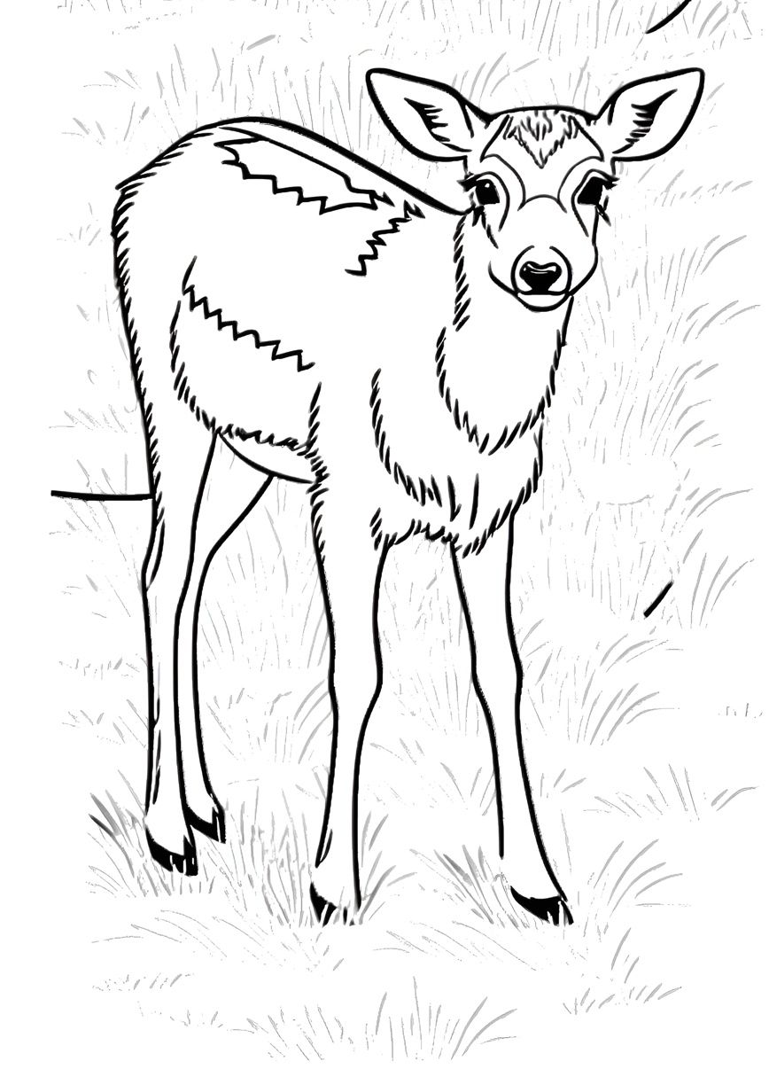 Coloring page of a deer, created from a reference photo by generative AI similar as MidJourney and ChatGPT