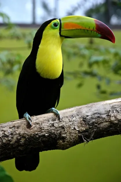 photo de référence